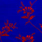 Silk fabric in blue cobalt with red flowers. 